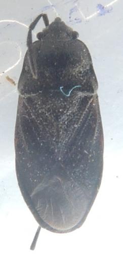 Megalonotus dilatatus